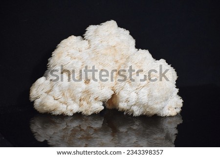 Hericium erinaceus (also called lion's mane mushroom, mountain-priest mushroom, bearded tooth fungus, and bearded hedgehog) is an edible mushroom belonging to the tooth fungus group.  Royalty-Free Stock Photo #2343398357