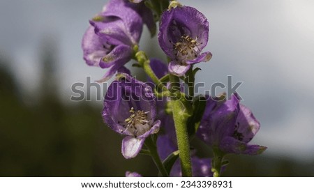 Monkshood (Aconitum napellus) blue flowers, in the alpine meadow. Toxic flowering plant. Summer season