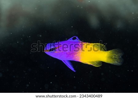 Fairy basslet swimming in reef Royalty-Free Stock Photo #2343400489