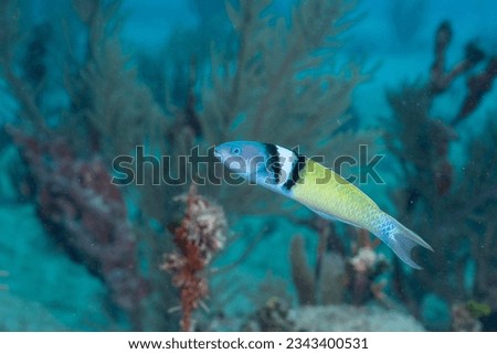 Bluehead wrasse on coral reef Royalty-Free Stock Photo #2343400531