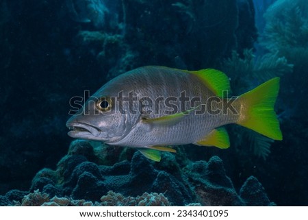Schoolmaster snapper swimming on reef