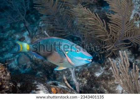 Stoplight parrotfish on the Mesoamerican Reef