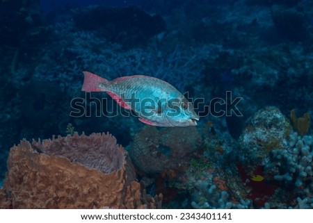 Juvenile redband parrotfish in reef Royalty-Free Stock Photo #2343401141