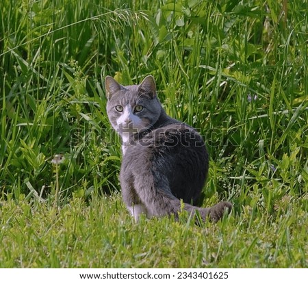 Cute stray kitty cat with beautiful eyes not liking to be interrupted during its hunt turns around to look at photographer in tall grass-Urban wildlife, animal, pet photography. 