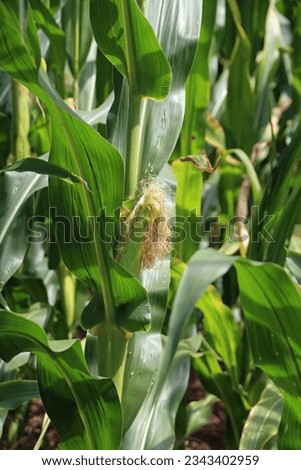 Close up picture of a corn stalk