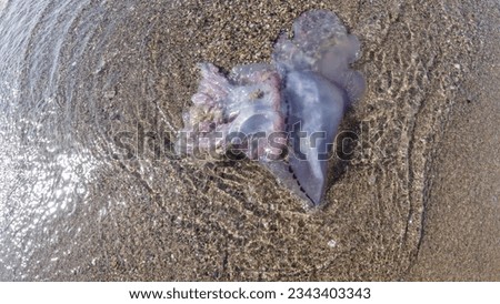 A dead jellyfish on the sandy beach with waves in the Mediterranean Sea, the danger of jellyfish stinging, the danger of swimming