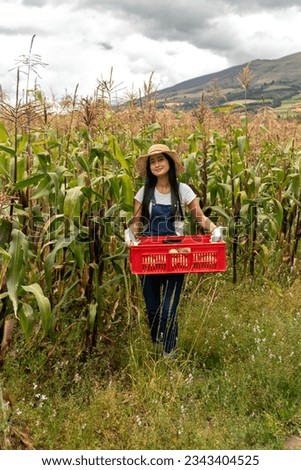 vertical picture of young latin women wearing working clothes for harvest of corn, young women carry a red bin with sweet corn 