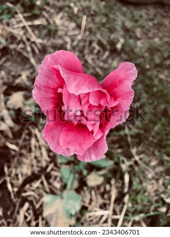 Pink Flower blossom in Garden