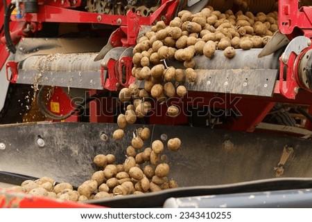 The potato belt conveyor moves the potatoes into the container. Close-up.