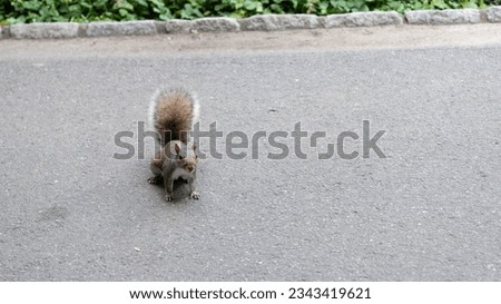wild squirrel. rodent animal outdoor, copy space. squirrel grey color. wildlife of squirrel. rodent animal of squirrel