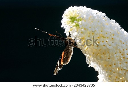 Atalanta butterfly (Vanessa atalanta) sucking nectar from a white flower. 