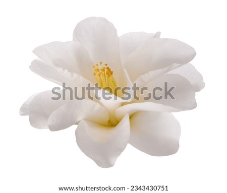 White camellia flower isolated on white background Royalty-Free Stock Photo #2343430751