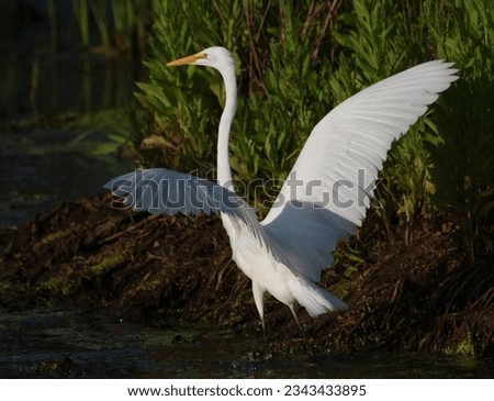Great Egret open wings in morning sun