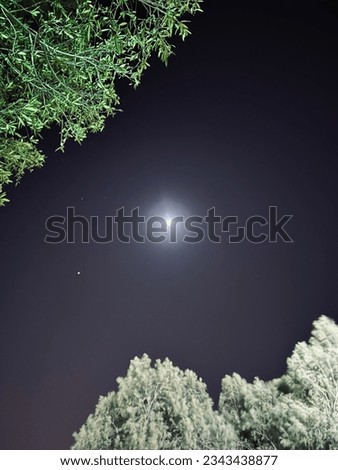 Bright moon in between trees in dark sky with star. Moonlight night in the middle of woods.