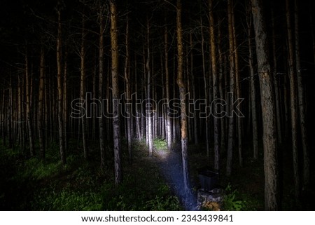 Beautiful night landscape shot in scary forest. Magical lights sparkling in mysterious pine forest at night. Long exposure shot