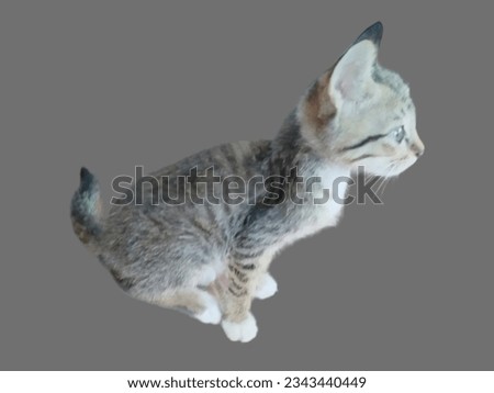 Thai cat breed native to the north of Thailand.