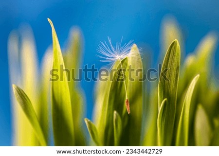 Picture of pure grass with dandelion seed