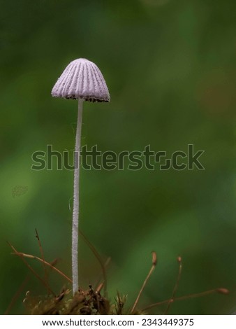 Close up of a tall, gray, unique and beautiful mushroom growing on mossy soil. Mushrooms that grow in nature. Suitable for qoutes. Natural blur background