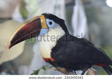 Hornbills are known as hornbills after their large curved beaks