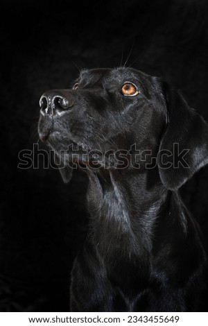 Labrador Retriever, black, bitch, animal portrait in front of black background, studio shot, Austria, Europe