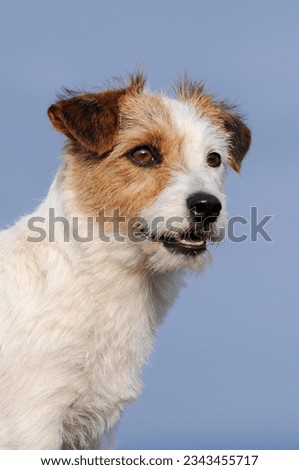 Jack Russell Terrier, brown-white, bitch, animal portrait, Austria, Europe
