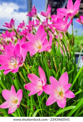 Pink ground lotus, beautiful flowering plant, large blooming, charming, fast propagating, hard to die, suitable for garden, house, cafe or private room.