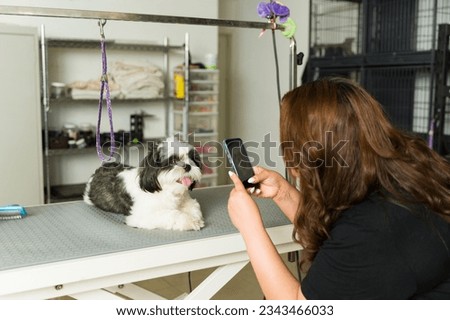 Pet groomer taking pictures for social media of a clean beautiful shih tzu dog after a trim and haircut at the grooming shop