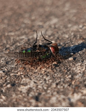 Fire ants carrying dead green bottle fly