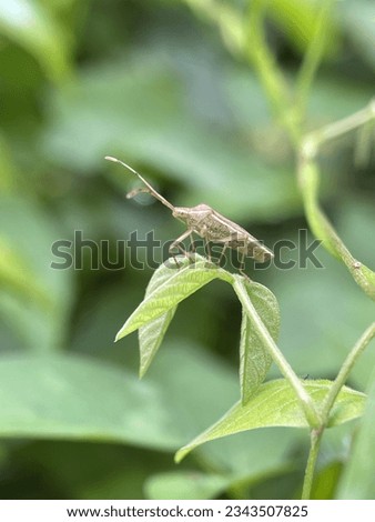 Macro view of a flying beetle on a green leaf with blurry background