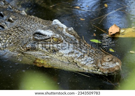 Face view of an saltwater crocodile (Crocodylus porosus) Royalty-Free Stock Photo #2343509783