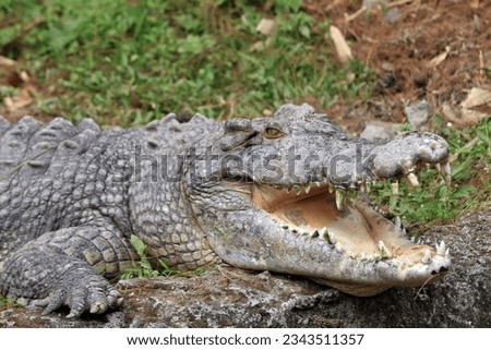 The saltwater crocodile (Crocodylus porosus) opening its mouth Royalty-Free Stock Photo #2343511357