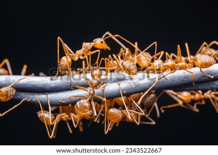Red ants group working on barbed wire, Weaver ants macro photo, Teamwork in nature and dark background.