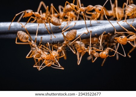 Red ants group working on barbed wire, Weaver ants macro photo, Teamwork in nature and dark background.