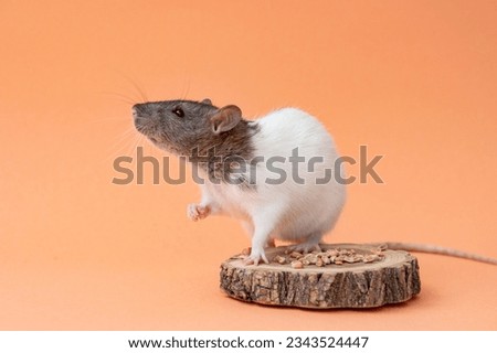 A cute pet rat is sitting on a colored background. Space for text. A pet, a rodent. The rat looks away Royalty-Free Stock Photo #2343524447