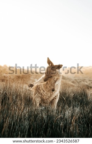 Kangaroo in a field of grass 