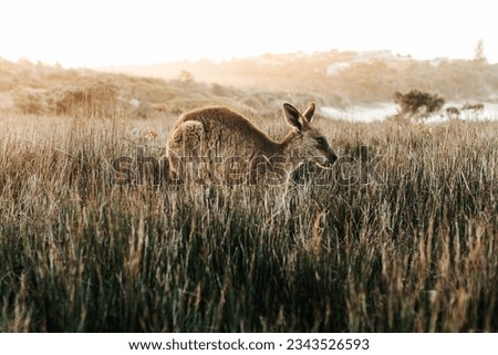 Kangaroo in a field of grass
