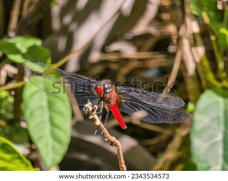 Close up photo of red dragonfly and blurred background.