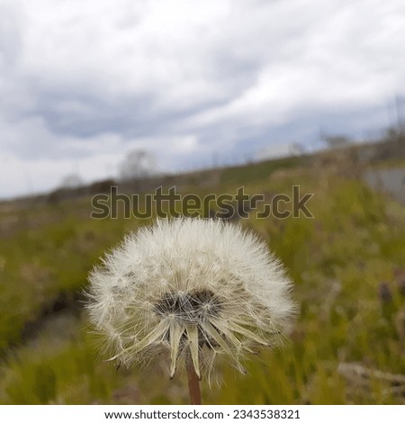 blooming dandelions under a white cloudy sky 