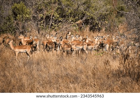 Big herd of impalas looking alert like they are awaiting some danger. Impalas in bushland. Beautiful and wild herd of impalas in Pilanesberg National Park, South Africa. African wildlife and animals. 