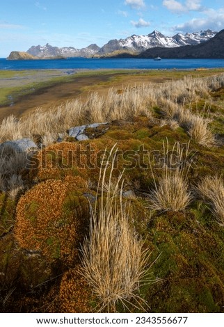 Colourful, tussock, grasses; Stromness Bay, South Georgia; Grasses and tussocks; Stromness Bay, South Georgia
