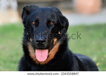 Close-up portrait of three years old French Beauceron bitch (sheep dog from Beauce or Bas Rouge) Royalty-Free Stock Photo #2343558847