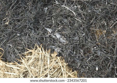 selective focus, burning residue of dry grass.
