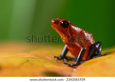 Strawberry Poison-dart Frog (Oophaga pumilio) from the tropical rain forest of Costa Rica, Central America _ stock photo Royalty-Free Stock Photo #2343581939