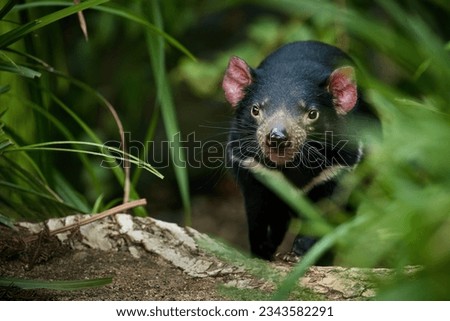 Portrait of Tasmanian devil, Sarcophilus harrisii,the largest carnivorous marsupial native to Tasmania island. Eye contact, blurred forest environment. Animal in human care.  Royalty-Free Stock Photo #2343582291