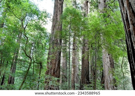 Redwood National and State Parks are strings of protected forests, in California, Redwoods State Park has trails through dense old-growth woods. The trees are almost 400 feet high having wide trunks,  Royalty-Free Stock Photo #2343588965