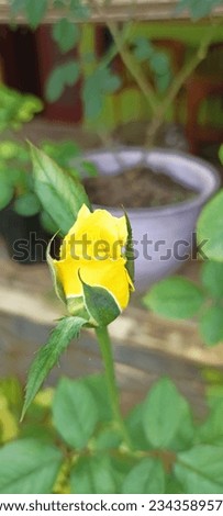 the beauty of yellow roses that are still buds