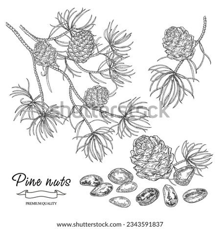 Pine nuts set. Cedar branch. Cedar tree with cones and nuts isolated on white background. Vector illustration engraved.