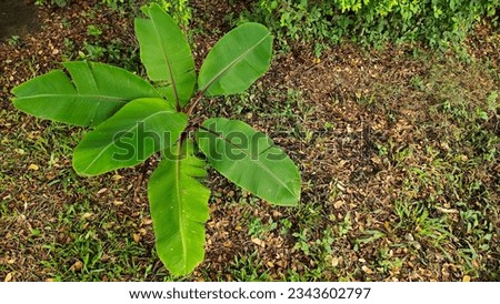 Banana tree, large long flat leaves, lower petioles are long bracts wrapped around each other in a trunk, nature background, illustration, screen saver.
