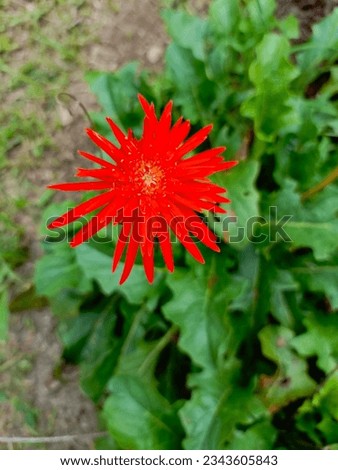Nice Red Barberton Daisy Flower