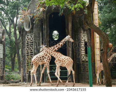 Giraffes in the zoo park.